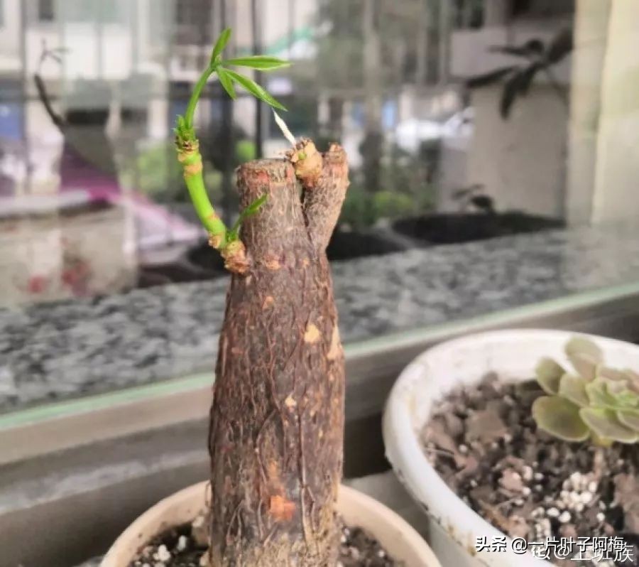 5个植物最招财,能开花又好养的植物又有寓意