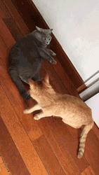 你根本不知道，养只猫有多幸福！