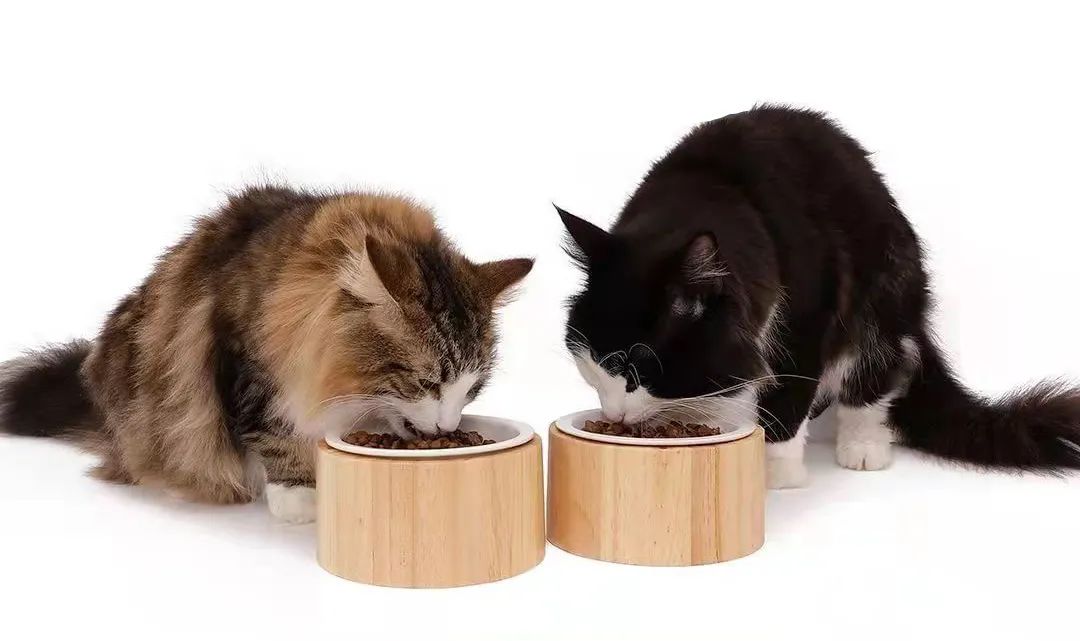 猫咪胡须弯了是病么,猫咪疲劳的表现