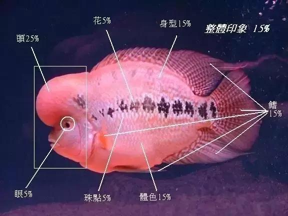 罗汉鱼是不是越凶越容易起头,古典罗汉鱼身板宽好吗