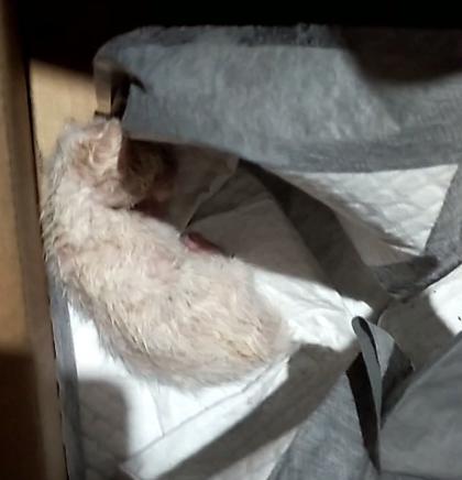 小猫被主人丢弃却被路人打了,小猫幼崽被遗弃后续