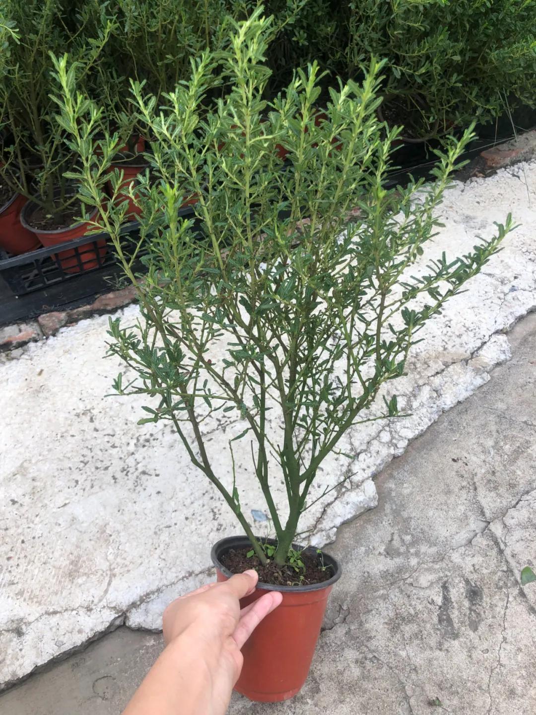 美洲茶寓意是什么,美洲茶蓝色海洋