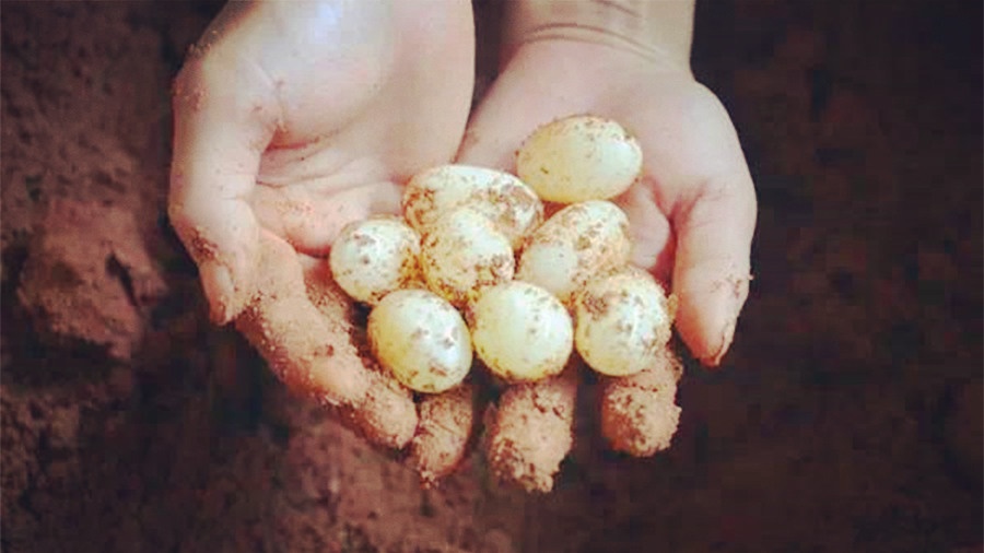 处理乌龟壳的正确方法,乌龟处理龟壳