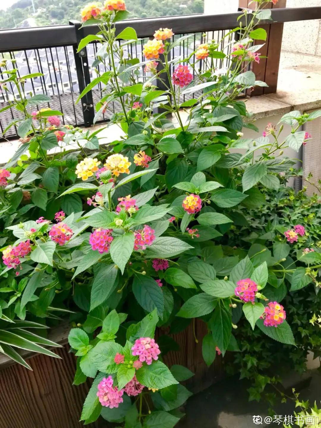 春天开的花有哪些常见又漂亮,十大名花在春天开的有哪些