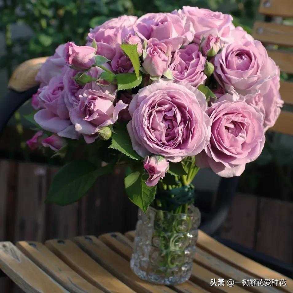 蓝色风暴月季为什么不好养,蓝色风暴月季收到货应该怎么缓苗