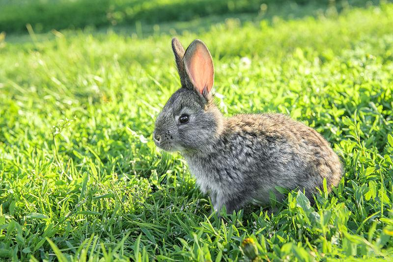 养殖肉兔怎么防病,养兔技术与兔疾病防治顺序流程