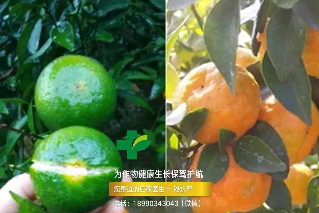 柑橘缺钙生理病害 (柑橘缺钙症状视频)