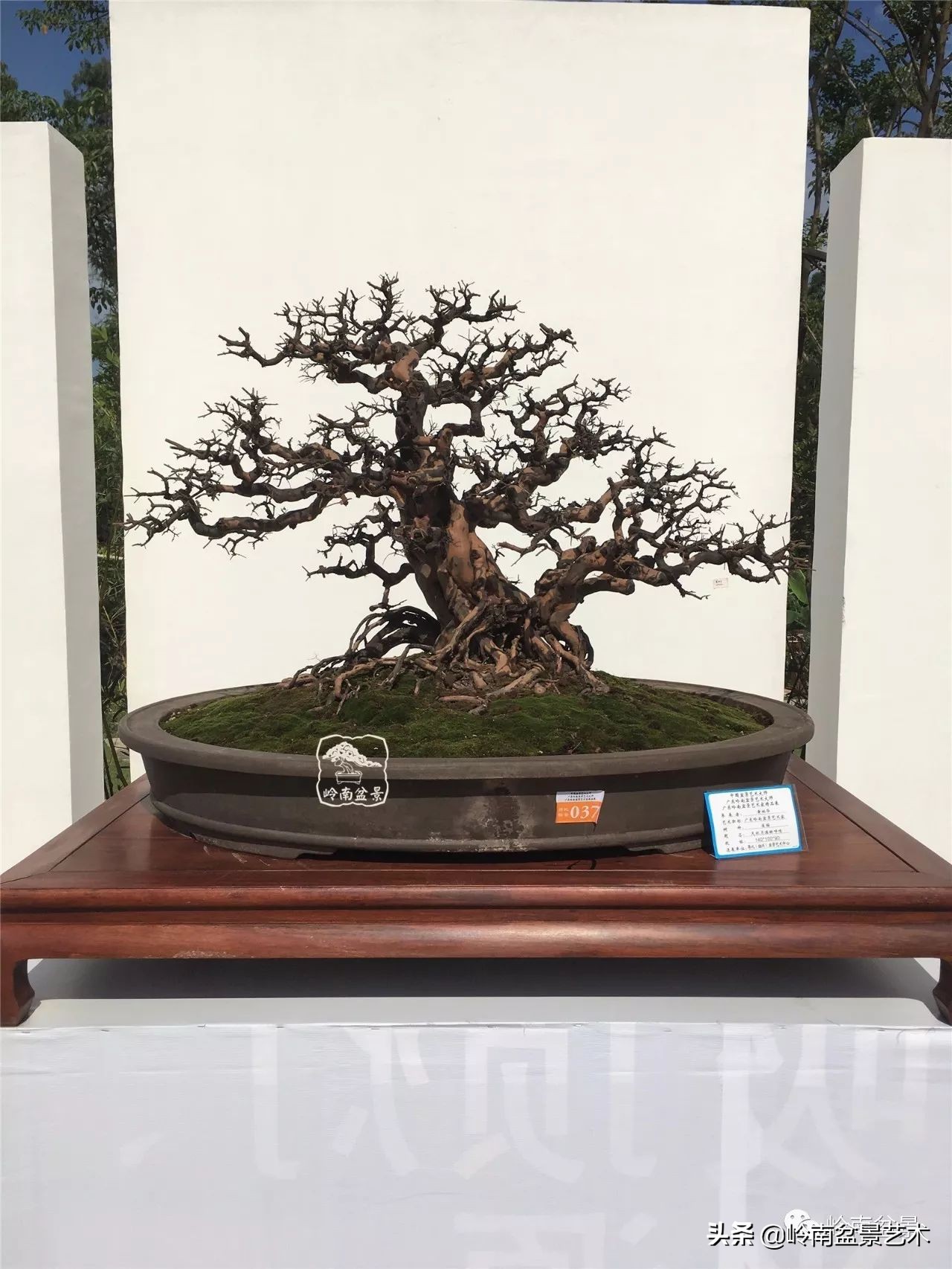 精品雀梅盆景名称,值得收藏的盆景作品欣赏