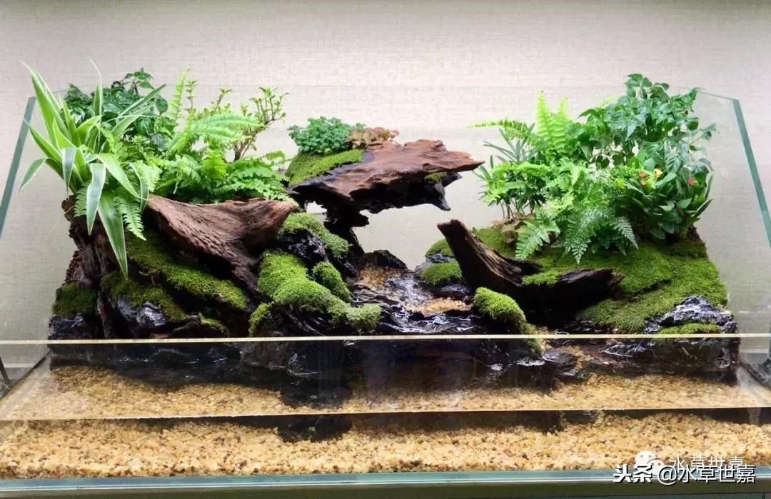 30cm水陆缸适合养什么,水陆缸植物前景中景后景搭配介绍