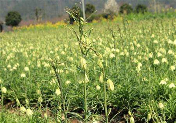 土贝母的功效与用量用法,土贝母药效与应用