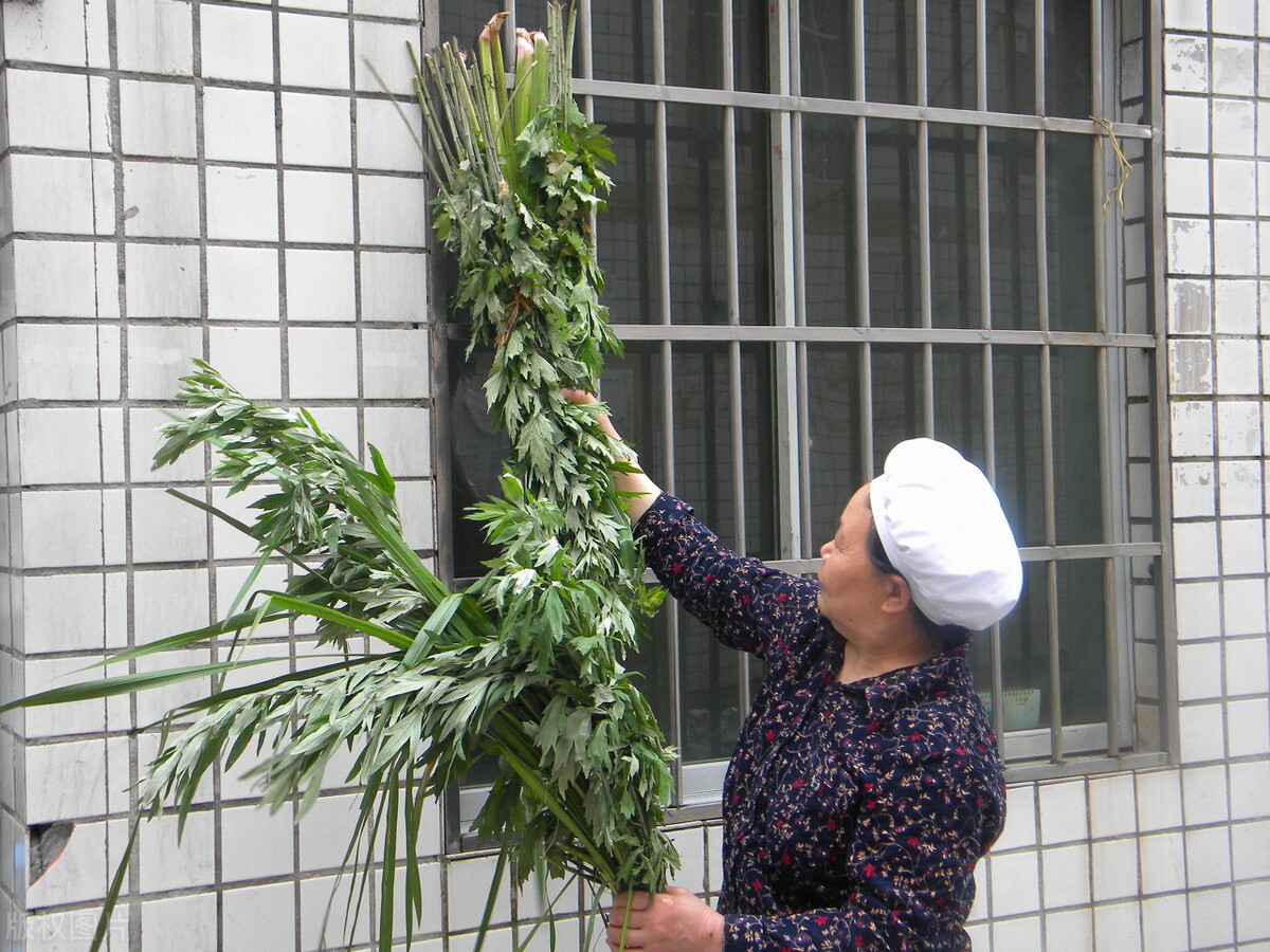 端午节割艾有什么讲究,端午节挂艾的讲究