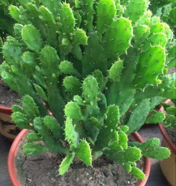 仙人掌简单好养,只要把握它的习性和爱好,何愁养不好仙人掌。