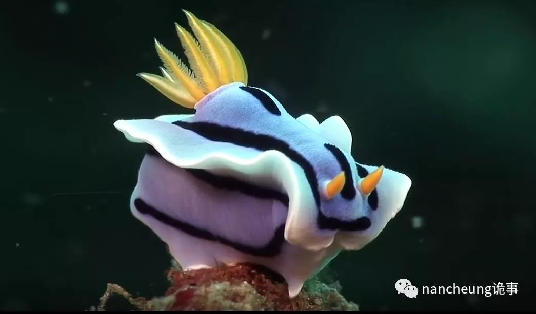 深海迷航第49天神秘生物,深海海底神秘的10种生物