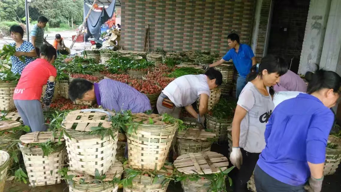 高州市根子镇荔枝博物馆,高州根子荔枝最出名的地方