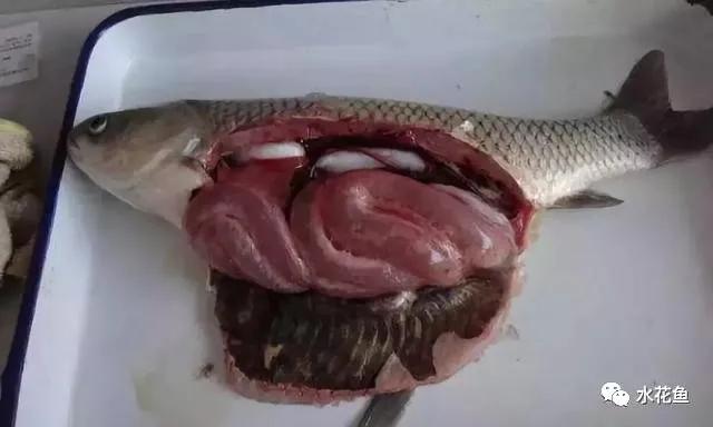 什么原因引起鱼败血症,鱼细菌性败血症怎么治疗最好