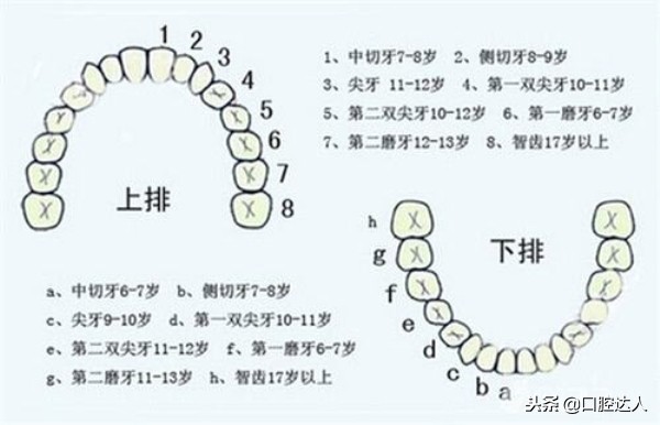 6岁的女孩换牙期注意事项,孩子要换牙了应该注意什么