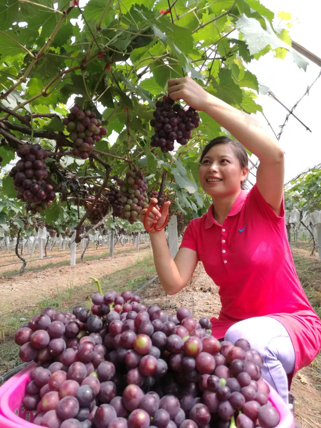 走向我们的小康生活9张海报,幸福新时代主题摄影作品