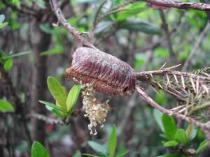 草丛杀手攻略,草丛杀手完整版视频