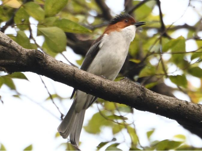 广州晓港公园拍到黑枕黄鹂,广州晓港公园简介