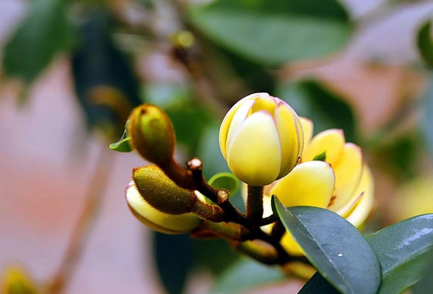 诗词-花能含笑笑何人？古诗词了的含笑花，如美人含羞，嫣然一笑