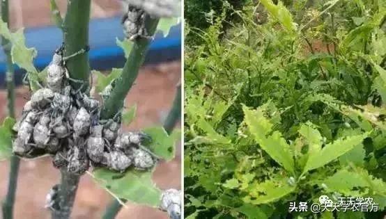 幼果期落果严重怎么补救,落果高峰期有什么表现