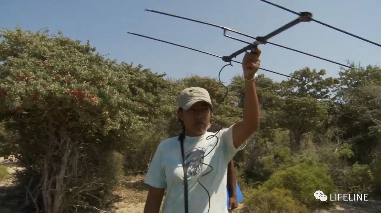 龟中“考拉”，请别让我们的孩子在博物馆见到它们...