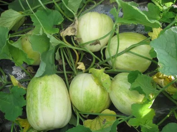 又到了吃瓜的季节说说,现采摘应季香瓜营养价值和功效