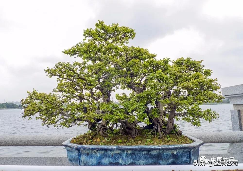 雀梅盆景艺术鉴赏图片,红芽雀梅盆景冬天怎么养护