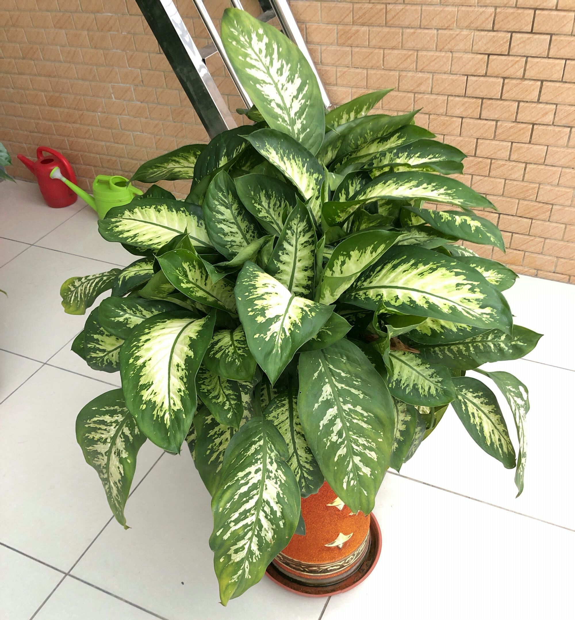 万年青叶子都枯了该怎么修剪,万年青中间干枯怎么修剪