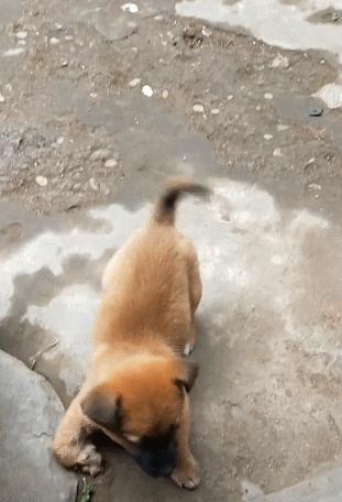 小狗刚买回来腿瘸了,发现小狗后腿走路有点拐怎么回事