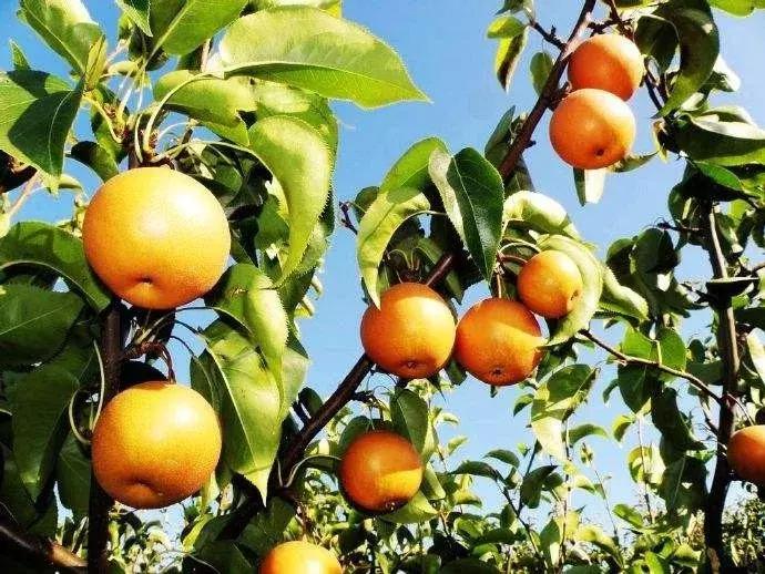 行走辽宁看振兴｜大梨树村的笑声