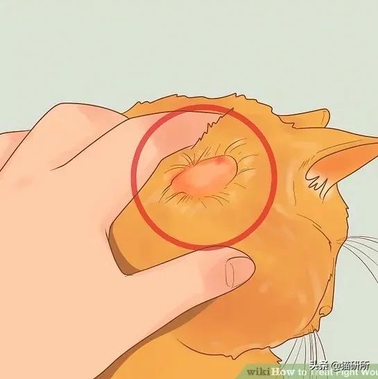 多猫家庭打架,多猫家庭遇到猫咪打架该怎么办