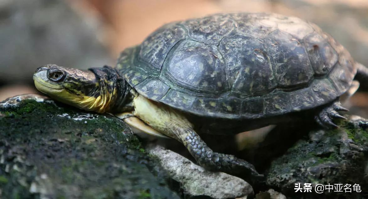 养龟推荐新手养法,养龟小知识学完后秒变养龟达人