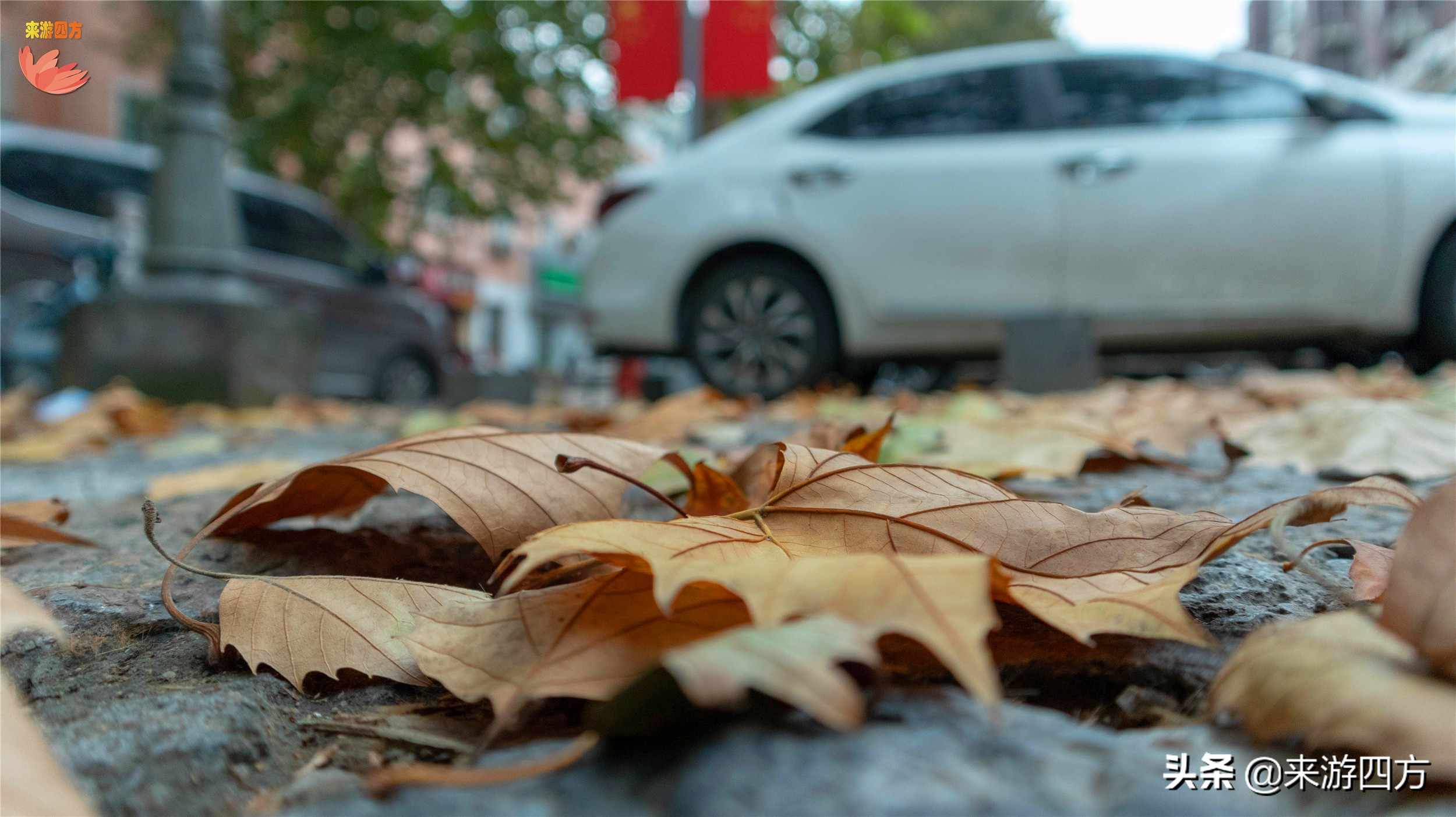 济南中山公园赏花,济南公园赏秋叶