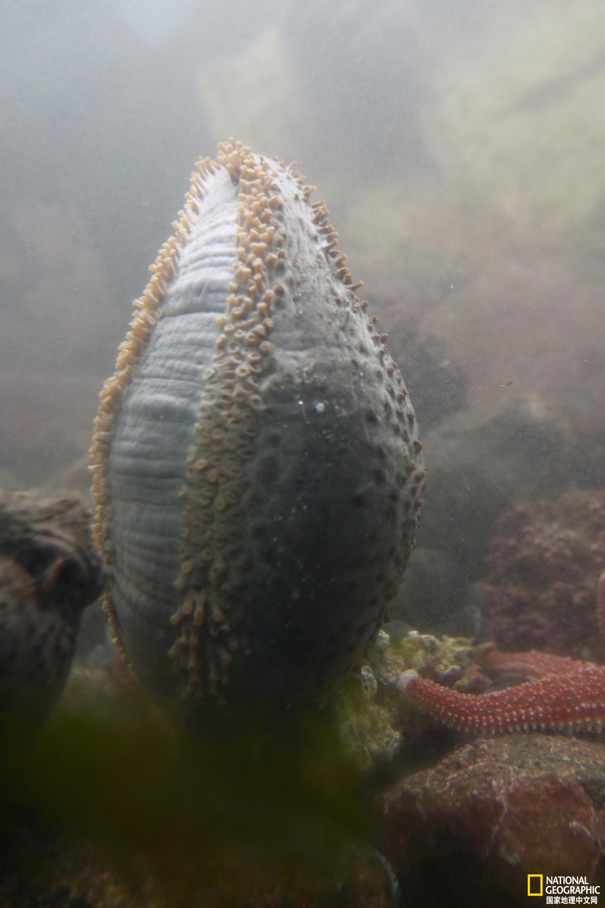 海参：膨胀的旅行者