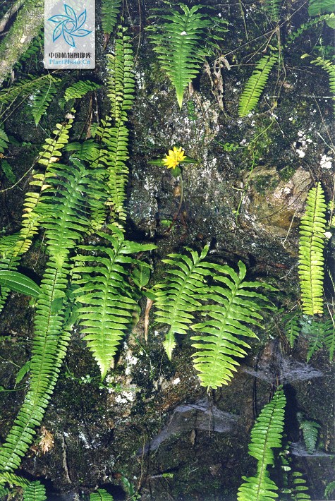 骨碎补外用可以治风湿骨病吗,关节炎骨折祖传秘方