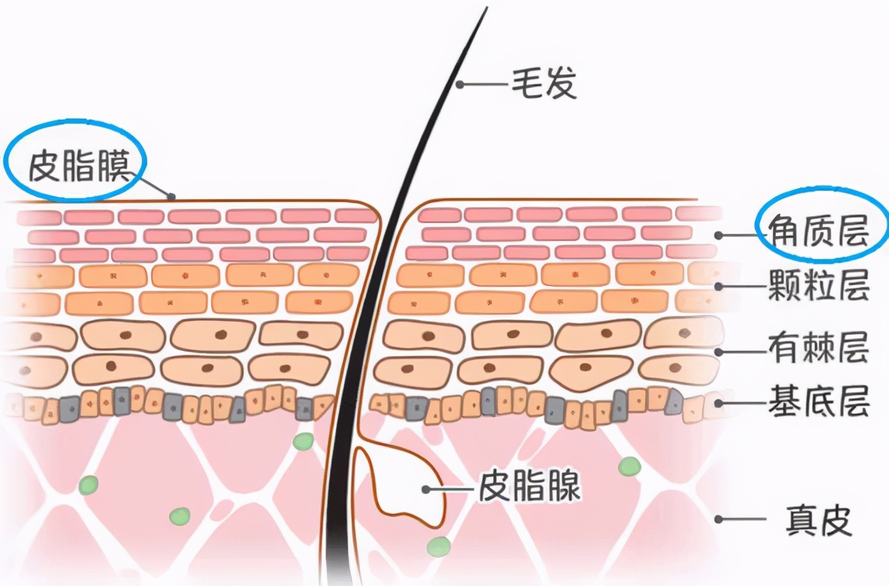 不了解肤质跟风护肤品,护肤品成分哪些不能用
