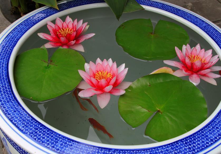 睡莲的养护养花小技巧图片,睡莲的营养液可以给富贵竹用吗