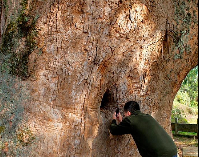 福建千年古树,福建千年古树出现神秘小洞