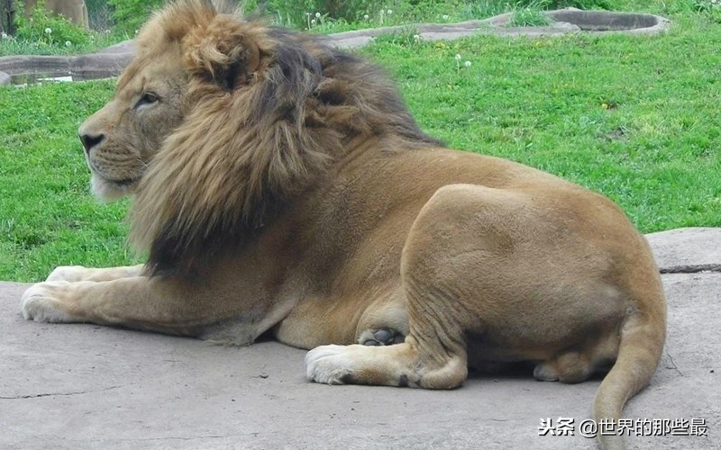 老虎的牙齿和狮子的牙齿对比,老虎和狮子牙齿哪个长