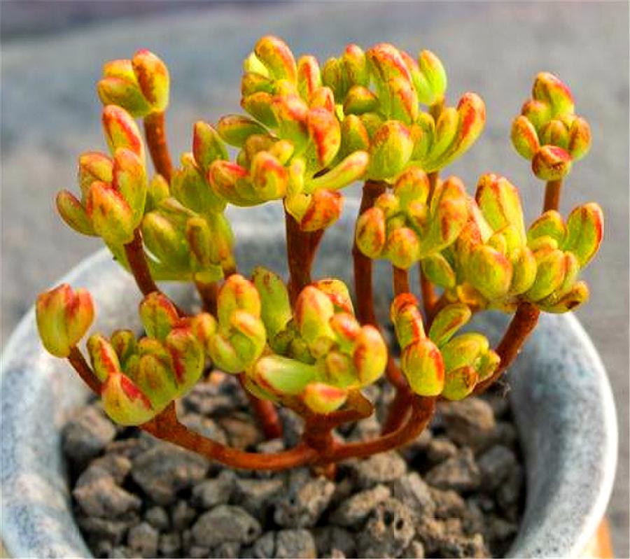 多肉小人祭盆景图片,多肉小人祭如何爆盆