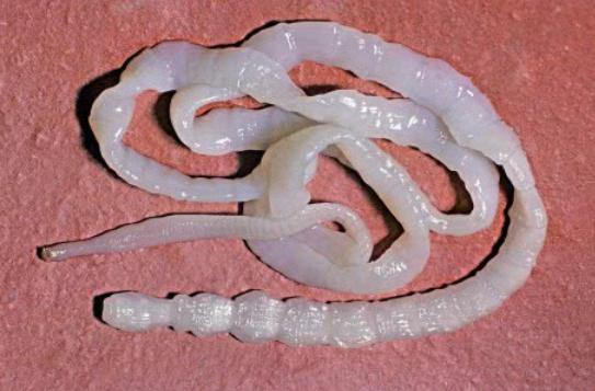 猫咪有绦虫吃什么药,猫咪绦虫是什么样的