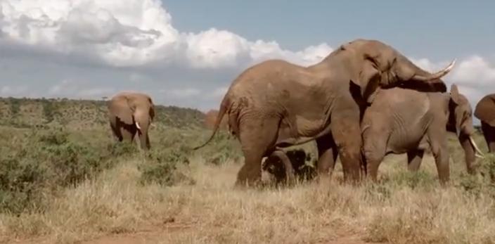 大象大战100只多头蛇,大象之间的求偶战