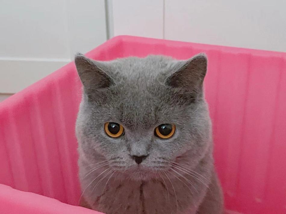 猫咪额头突然肿起来到底是什么原因导致的？你知道吗