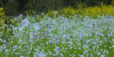李子柒又出新视频,火爆国内外的网红李子柒