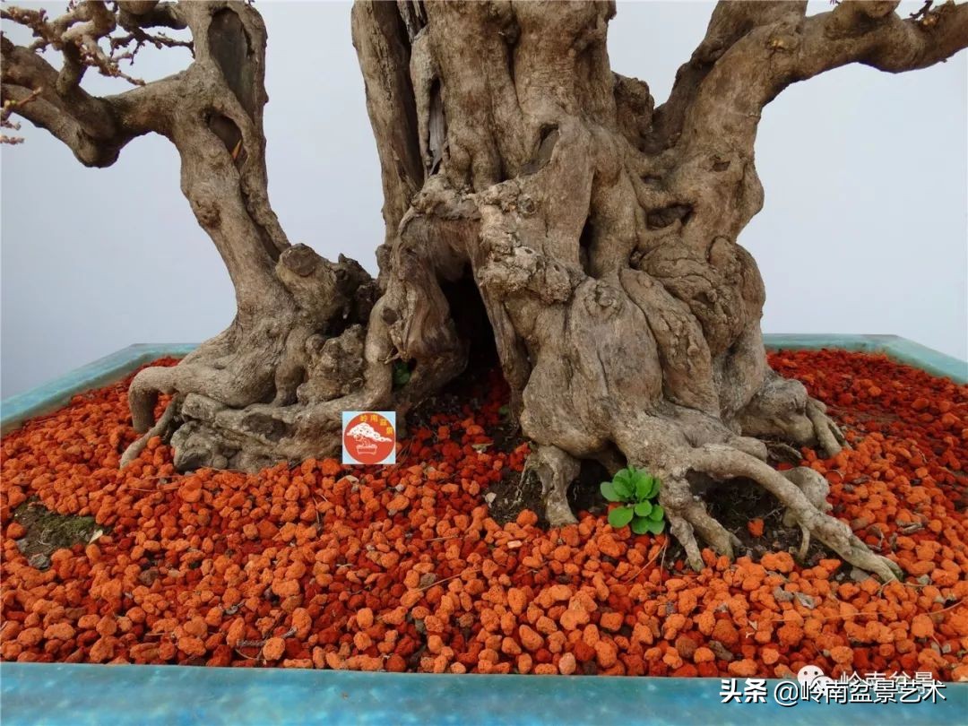 盆景对节白蜡是什么树,对节白蜡盆景是什么树