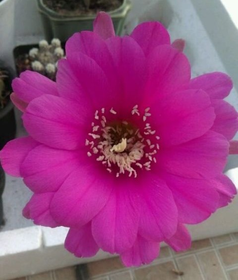 148个仙人球品种大全,100个仙人球品种