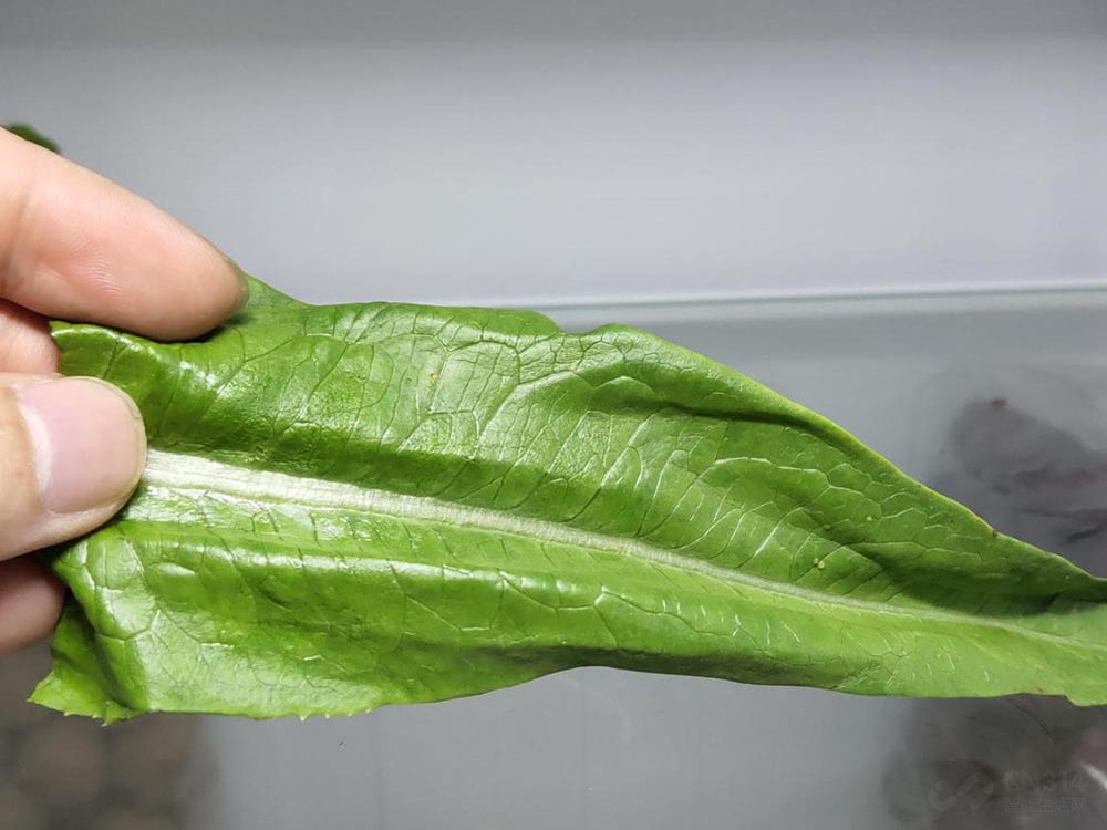 美的冰箱545性能,美的冰箱545星河紫