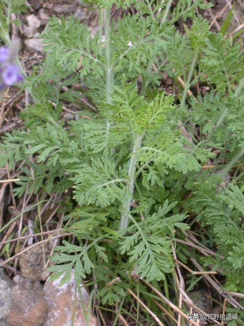 薰衣草的种植方法及管理技术要点,熏衣草种植方法及养护常识有哪些