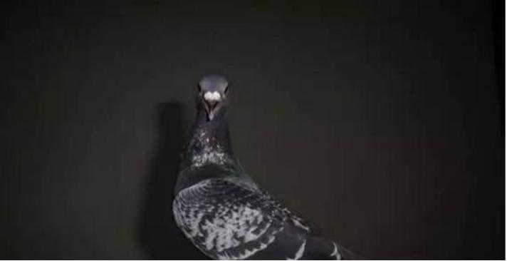 鸽子黑舌是怎么回事,遇到鸽子怎么防